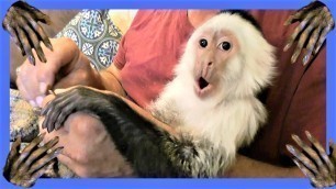 'Pet Monkey Nail Care!'