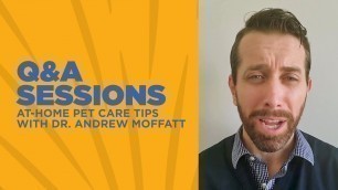'At-Home Pet Care Tips with Dr. Moffatt | Petco Q&A Sessions'