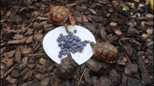'Eastern Box Turtles Eating Blueberries #Shorts'