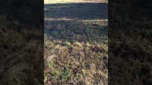 'Plug Aerator the strip grazed land'