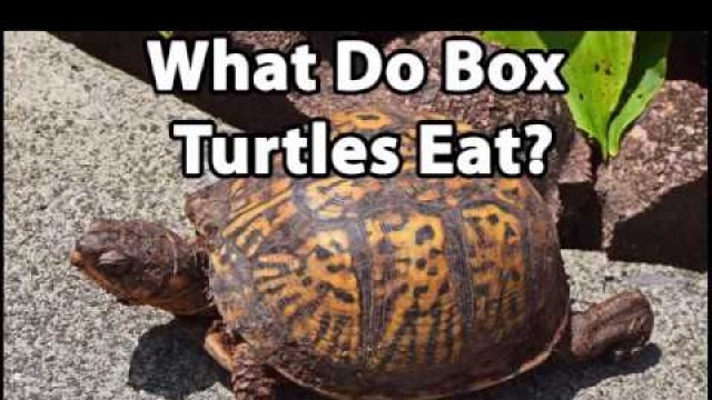 'What Do Box Turtles Eat?'
