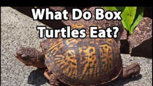 'What Do Box Turtles Eat?'