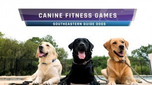 'Canine Fitness Games'