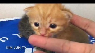 'Teddy and Lady Kittens said: Mom we don’t want nail care'