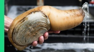 'Exotic CHINESE FOOD Feast in Guangzhou! $250 Snake, Geoduck Sashimi and Sea Cucumber!'
