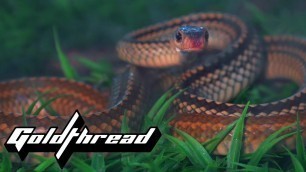 'Why They Sew Snake Lips Together At Snake Farms'
