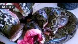 'snake meat market and rat meat market china'