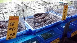 'China Food -Snake in Restaurant Menu'