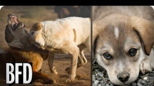 'How to Stop Animal Abuse and Dog Fighting | Brain Food Daily | TakePart TV'