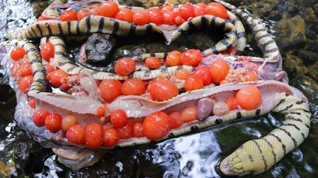 'Amazing Snake Eggs - Fried Tasty Snake Recipe Eating Delicious'