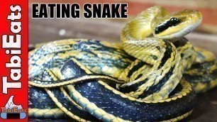 'EPIC Chinese Food Tour in Hong Kong-Snake Soup'