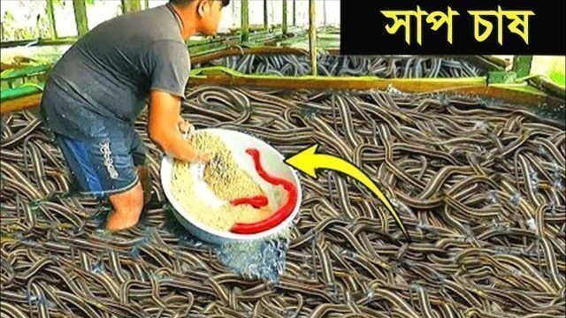 'সাপ চাষ | how to snake farming in china | snake farming in the world bangla | Mayajaal'