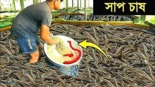 'সাপ চাষ | how to snake farming in china | snake farming in the world bangla | Mayajaal'