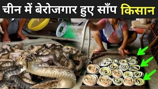 'चाइना में बेरोजगार हुए साँप किसान | China Snake Farming Village'