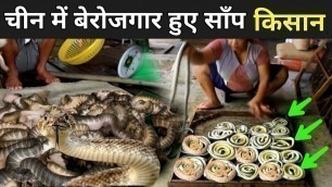 'चाइना में बेरोजगार हुए साँप किसान | China Snake Farming Village'
