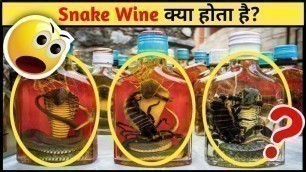 'Snake Wine क्या होती है? China Food And Drink Inside Fact #Shorts'