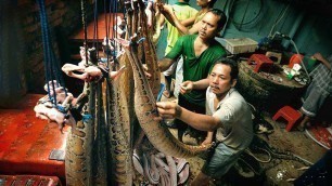 'Amazing Cobra Snake Farming Technology-Snake Meat Processing-Penis Fish Meat Processing'