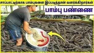 'ஒரே இடத்தில் கோடிக்கணக்கான பாம்புகள் | Snake Farming In China | TAMIL AMAZING FACTS | Snake Farming'