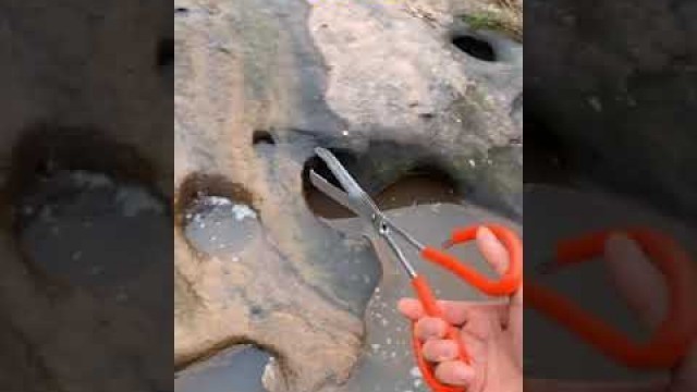 'seafood | How to catch seafood Chinese food Panther China Food Snake fish Kekda turtle craps PANTHER'