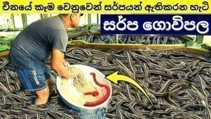 'එකම ස්ථානයේ කෝටිගනන් සර්පයො ඇතිකරන ගම | Snake Farming In China | Snake Village'