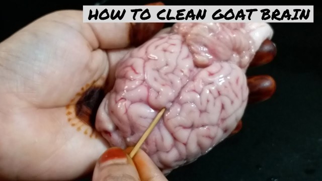 'How To Clean Goat Brain | Brain Cleaning| How To Remove Veins & Clean Brain Easily By Ayesha\'s World'