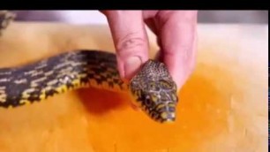 'Chinese style snake meat，How to kill a snake，Skin snakes'
