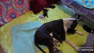 'Gabby n pups b4 nail care by Grace 8102019'