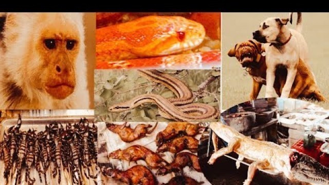 'Chinese food snake-crocodile- scorpion- monkey- pig -.....'