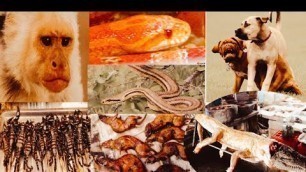 'Chinese food snake-crocodile- scorpion- monkey- pig -.....'