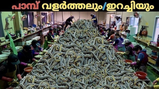 'Snake Farming Malayalam/Snake meat/Top 5 malayalam/Snake Farming video/Food factory.'