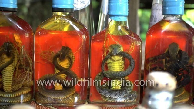 'Snake wine in Mekong includes a whole venomous snake in the bottle'