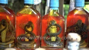 'Snake wine in Mekong includes a whole venomous snake in the bottle'