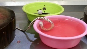 'Chinese Street Food   GIANT SNAKE SOUP Guangdong China'