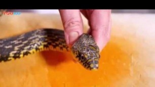 'Chinese food Cook Snake  scary food in China'