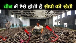 'ऐसे साँपों को खुलेआम पैदा करके मारा जा रहा है snake farming in china'