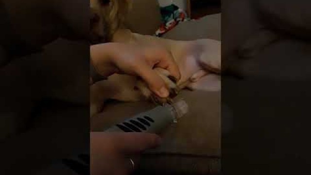 'Furminator Nail Grinder Professional Grooming Tool for Pets | PuppySimply'