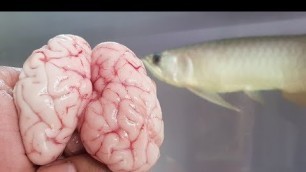 'Arowana fish food feeding -  goat brain (food for full Protein)'