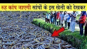 'आज देखलो सांपो की खेती कैसे होती है चाइना में | China Snake Farming 