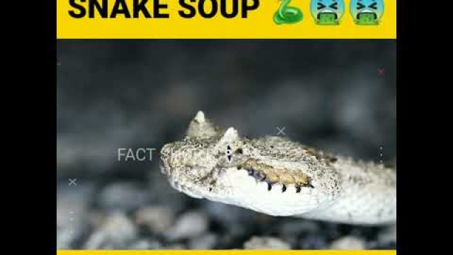 'Snake soup