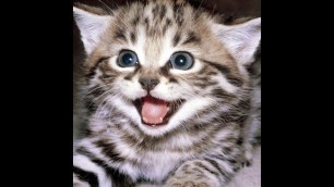 'TİKTOK FUNNY CAT VİDEOS 2021 #shorts'