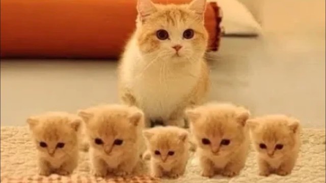 'Cats being..Cats! + Dank Cat Memes