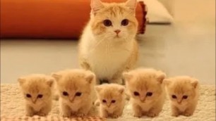 'Cats being..Cats! + Dank Cat Memes