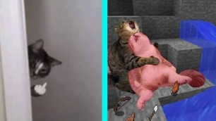 'BEST DANK CAT MEMES COMPILATION OF 2020 PART 11 (from TikTok)'