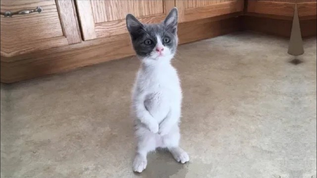 'BEST DANK CAT MEMES COMPILATION OF 2020 PART 10 (from TikTok)'