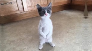 'BEST DANK CAT MEMES COMPILATION OF 2020 PART 10 (from TikTok)'