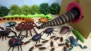 'Various Monster Insects and Bugs step into Big Takilong\'s Box in a row'