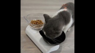 'Double Cat Bowl Pet Water Food Feed Dog Bowls Pet Bowl Anti-Vomiting Non-Slip Cat Feeding Bowls'