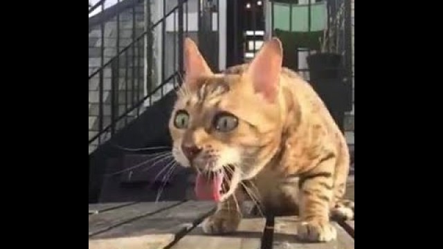 'Orthopedic Anti-vomiting Cat Pet Feeder'