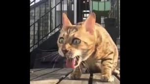 'Orthopedic Anti-vomiting Cat Pet Feeder'