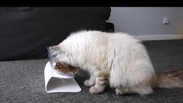 'KITTEN BOWL PLUS | ANTI-VOMITING'